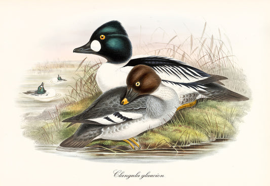 Bucephala clangula