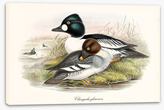 Bucephala clangula