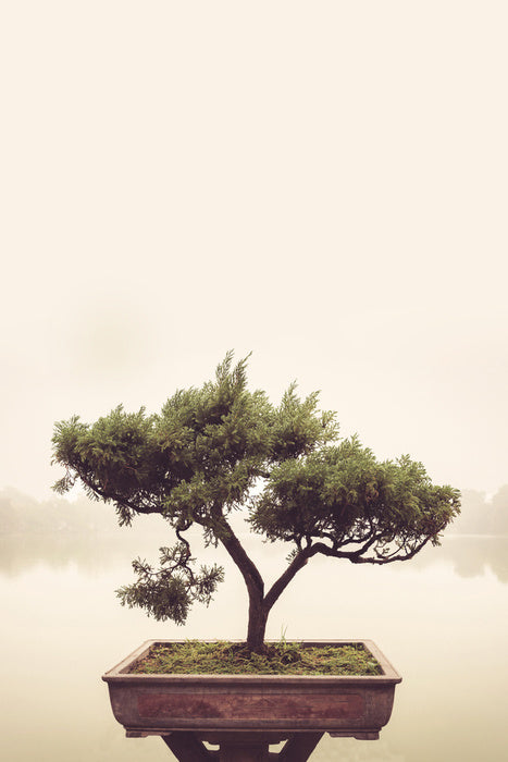 Bonsai mist