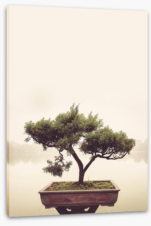 Bonsai mist