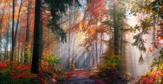 Autumn shining through