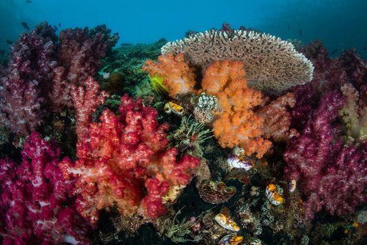 Underwater