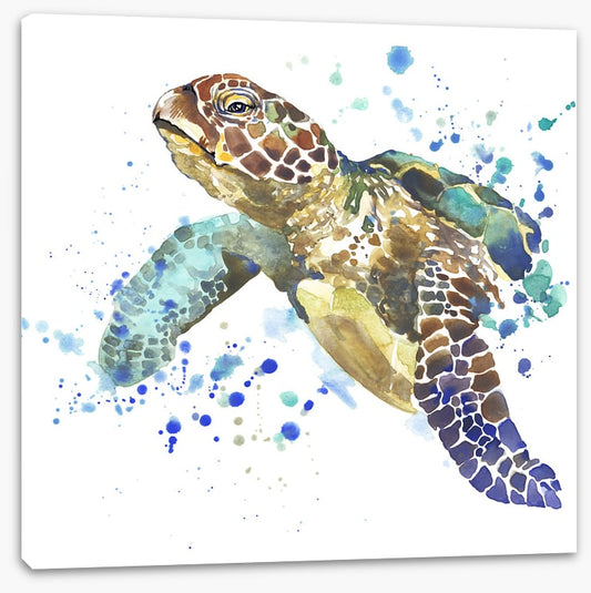 Turtle tidings