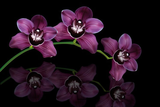 Purple orchid arc