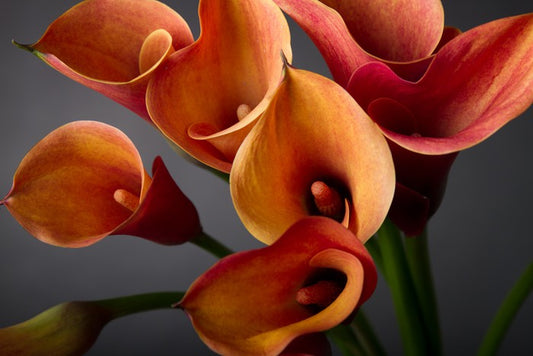Orange calla lilies