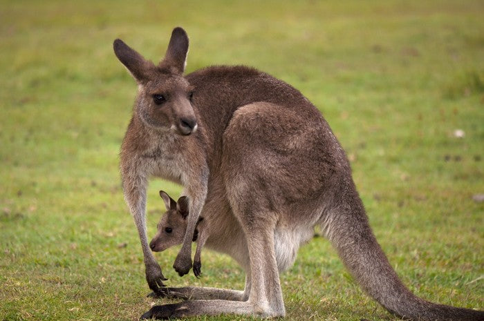 Roo with joey