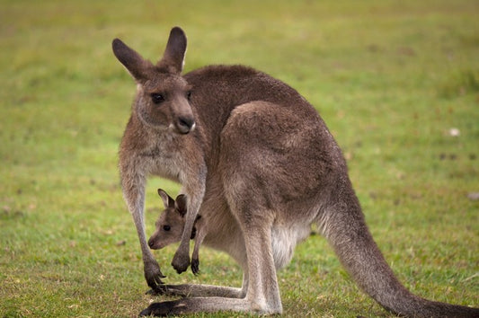 Roo with joey
