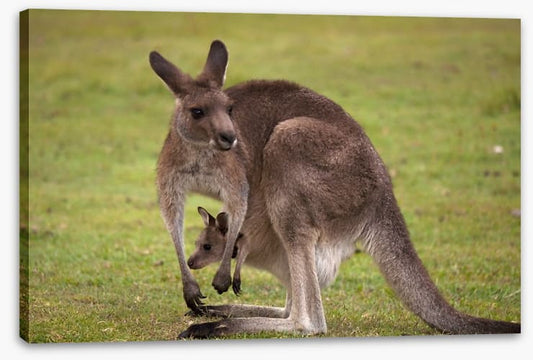 Roo with joey
