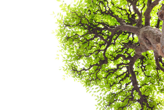 Green leaf elm 1