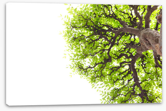 Green leaf elm 1