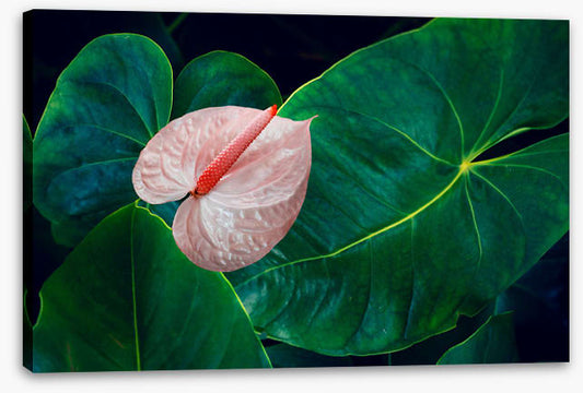 Leaves
