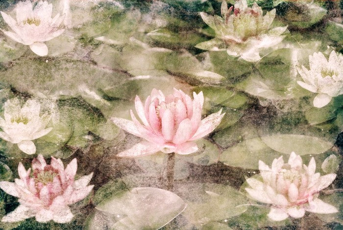 Water Lily dreams