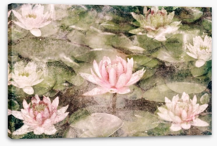 Water Lily dreams