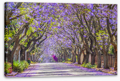 The jacaranda street