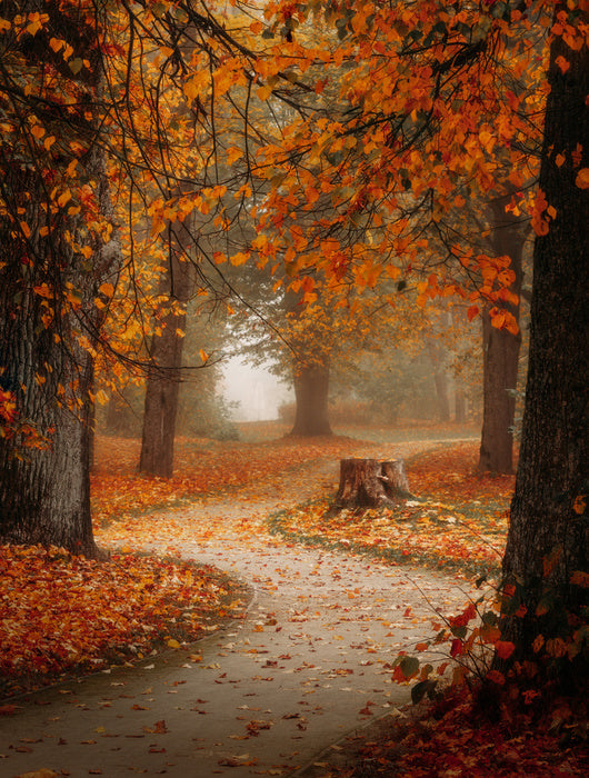 Winding through autumn