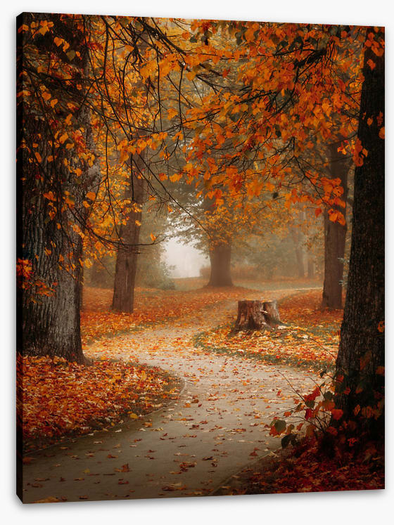 Winding through autumn