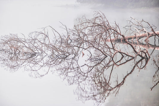 Fallen tree