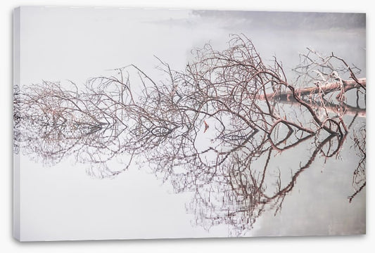 Fallen tree