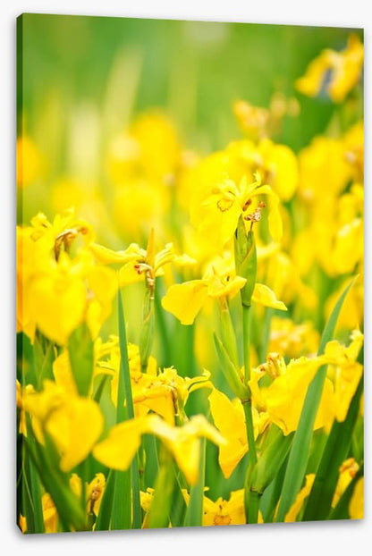 Yellow flags