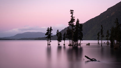 Lake Brunner blush