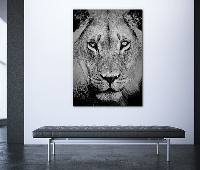 The sad lion