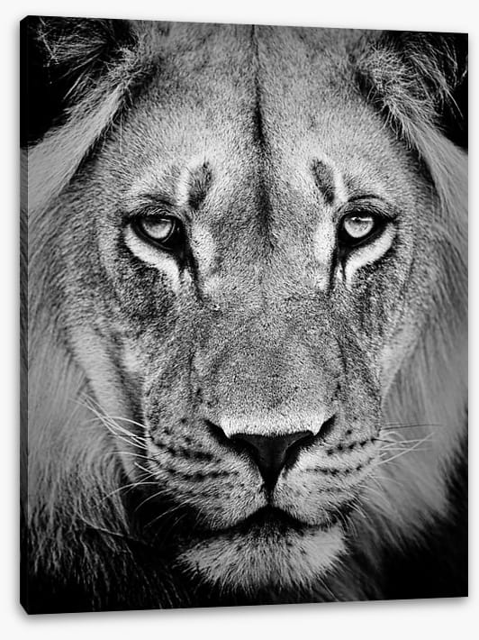 The sad lion
