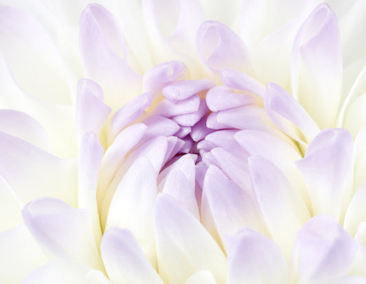 Darling dahlia