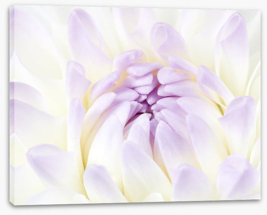 Darling dahlia