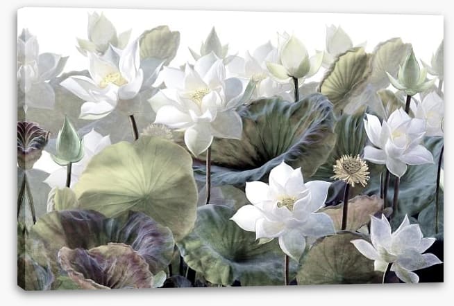 Lost in the lotus