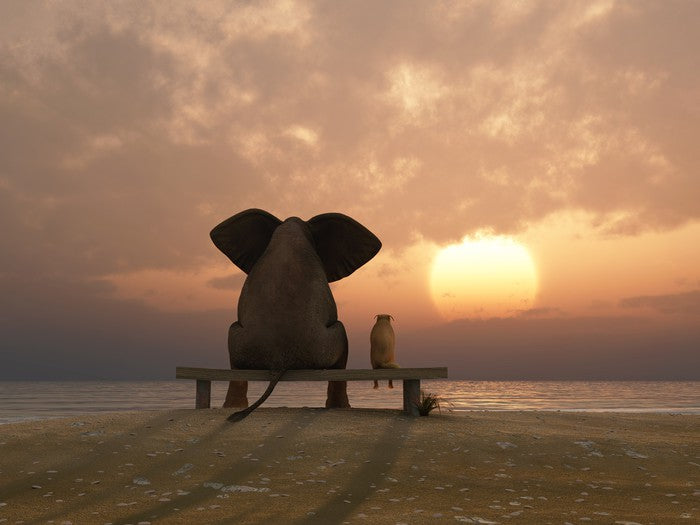 Together watching the sunset