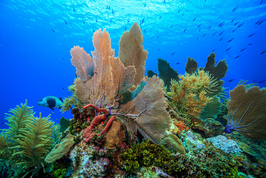 Underwater