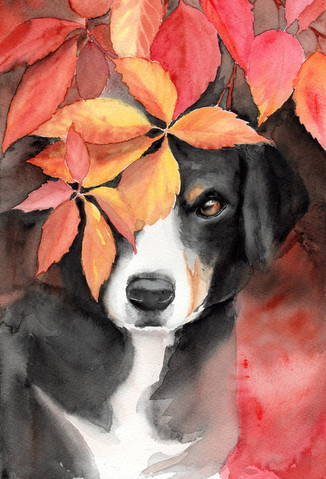 Maple the beagle