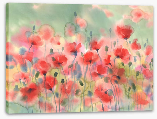 Poppies in the rain