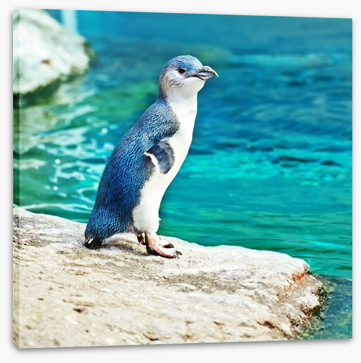 Little penguin blue