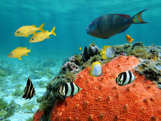 Underwater
