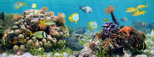 Caribbean coral panorama