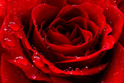 The red rose