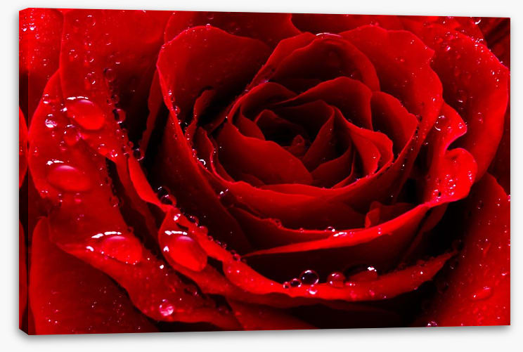 The red rose