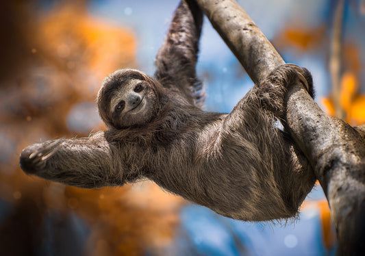 Swinging sloth
