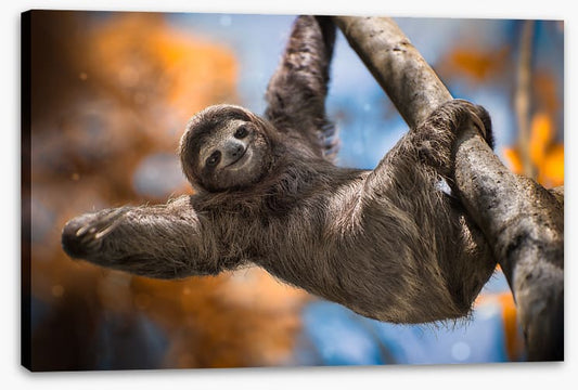 Swinging sloth