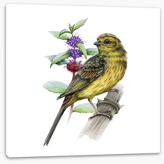 Little yellowhammer
