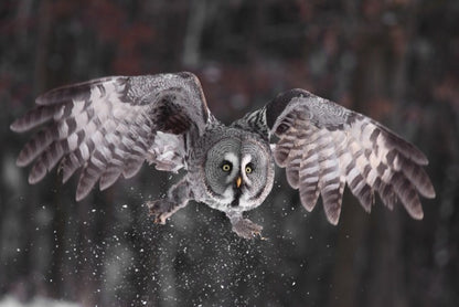Great grey owl