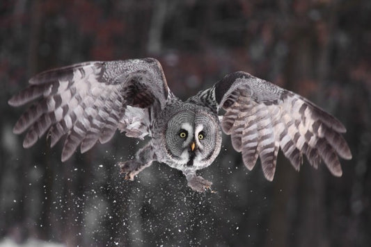 Great grey owl