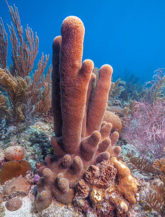 Underwater