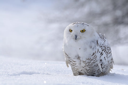 Beautiful snowy owl