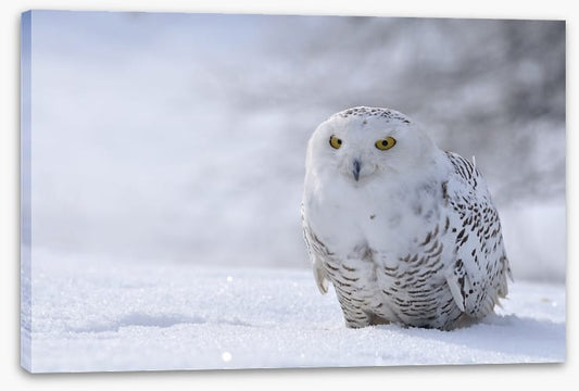Beautiful snowy owl