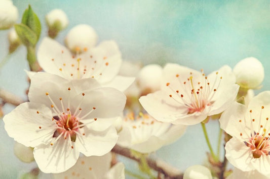 Cherry blossoms