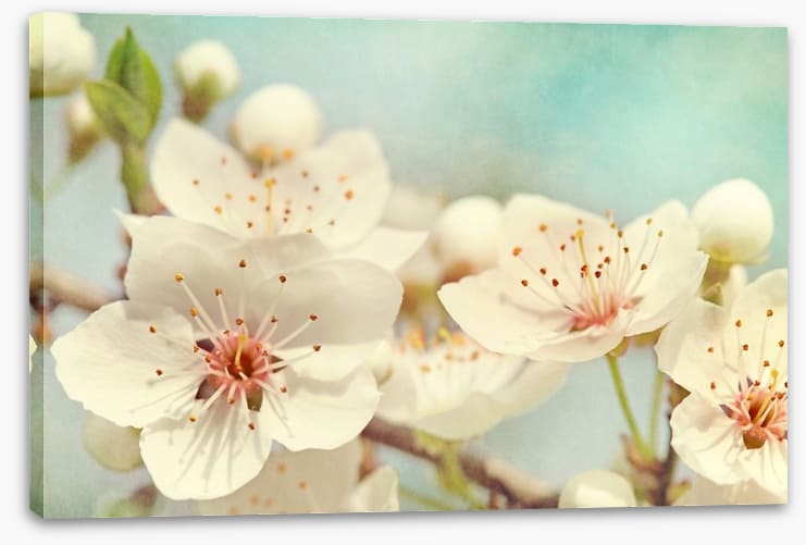 Cherry blossoms