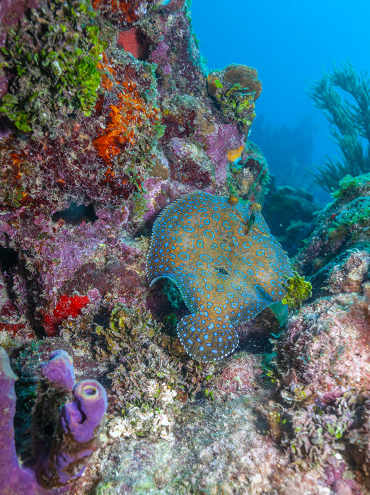 Peacock flounder reef