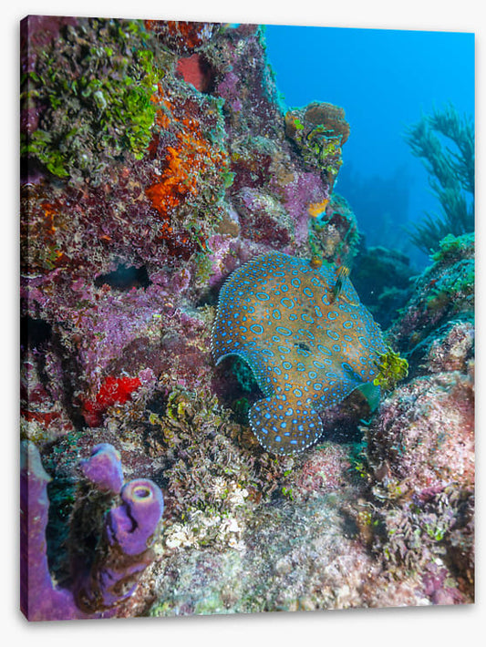 Peacock flounder reef
